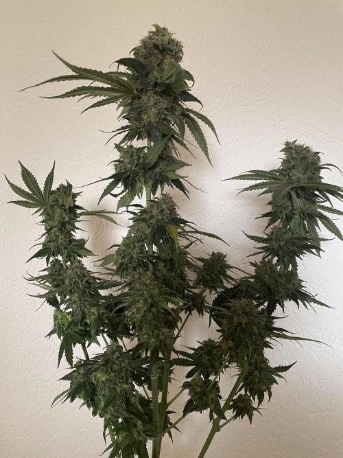 Shackzilla (Sannie's Seeds). Week 15