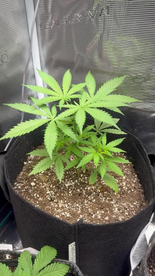 Blueberry Muffin