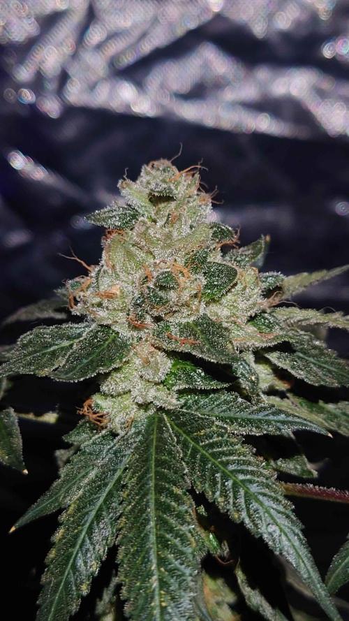 Alien Blueberry Cookies Regular (#1). Week 16