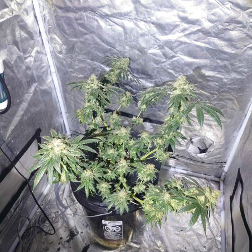 Alien Blueberry Cookies Regular (#1). Week 16