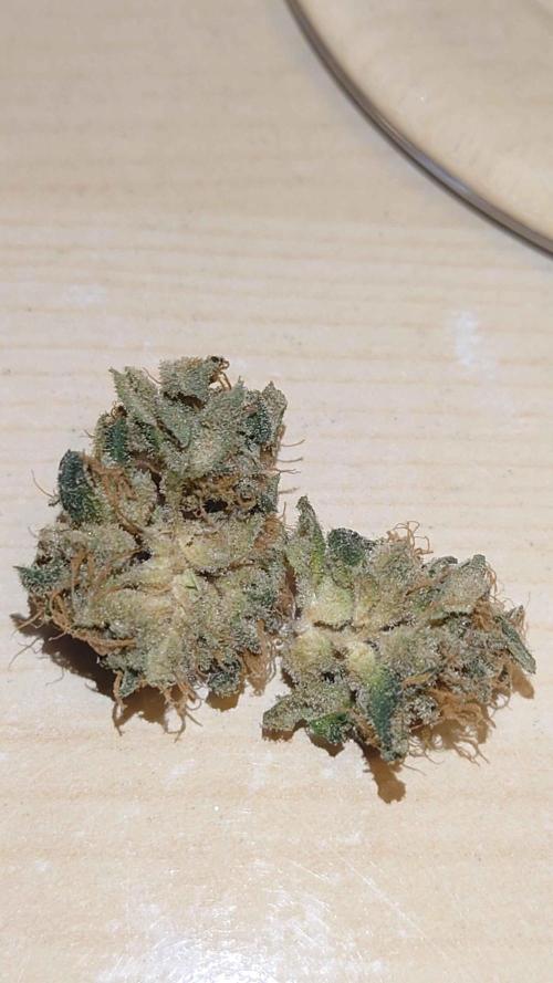 Alien Blueberry Cookies Regular (#1). Week 16