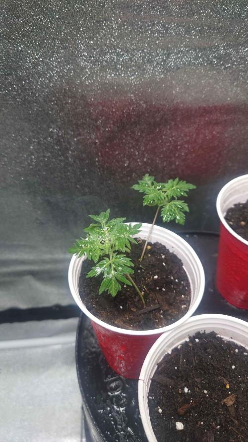 Frosty's Purple Freak DWC. Week 2