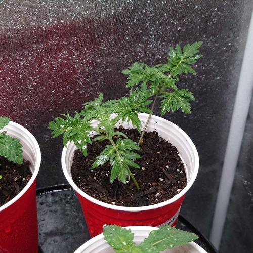 Frosty's Purple Freak DWC. Week 2