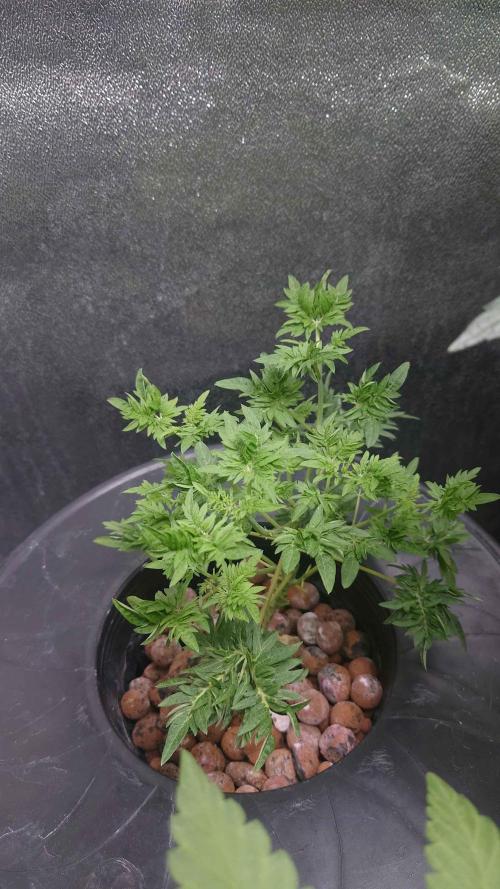 Frosty’s Purple Freak. Week 5