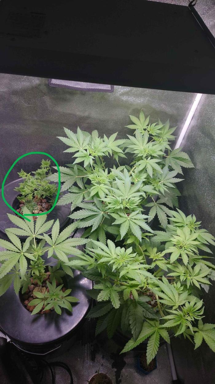 Frosty's Purple Freak DWC. Week 5