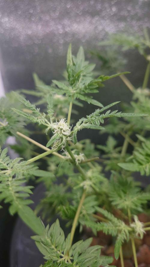 Frosty's Purple Freak DWC. Week 8