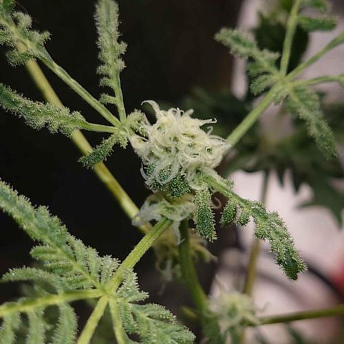 Frosty's Purple Freak DWC. Week 8