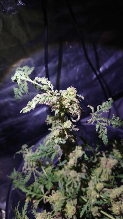Frosty’s Purple Freak. Week 15