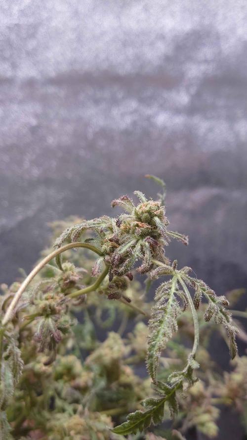 Frosty's Purple Freak DWC. Week 15