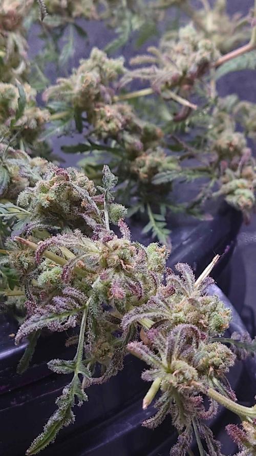 Frosty's Purple Freak DWC. Week 15
