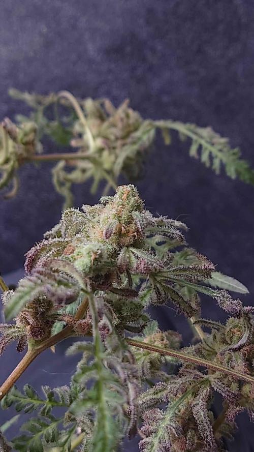 Frosty's Purple Freak DWC. Week 15