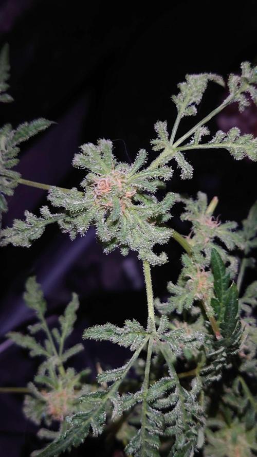 Frosty's Purple Freak DWC. Week 11
