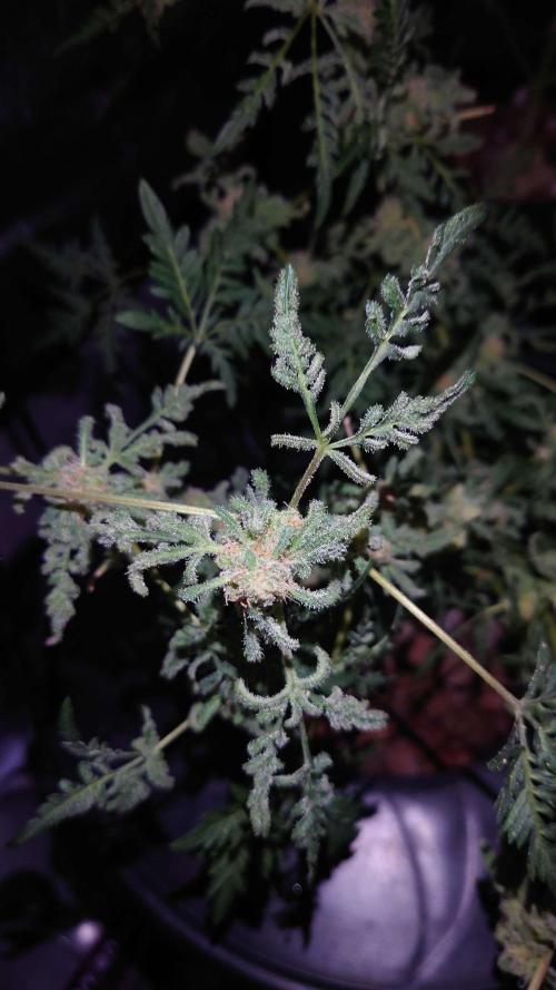 Frosty's Purple Freak DWC. Week 11