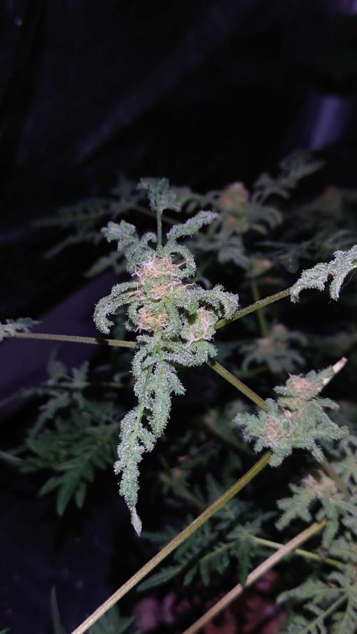 Frosty's Purple Freak DWC. Week 11