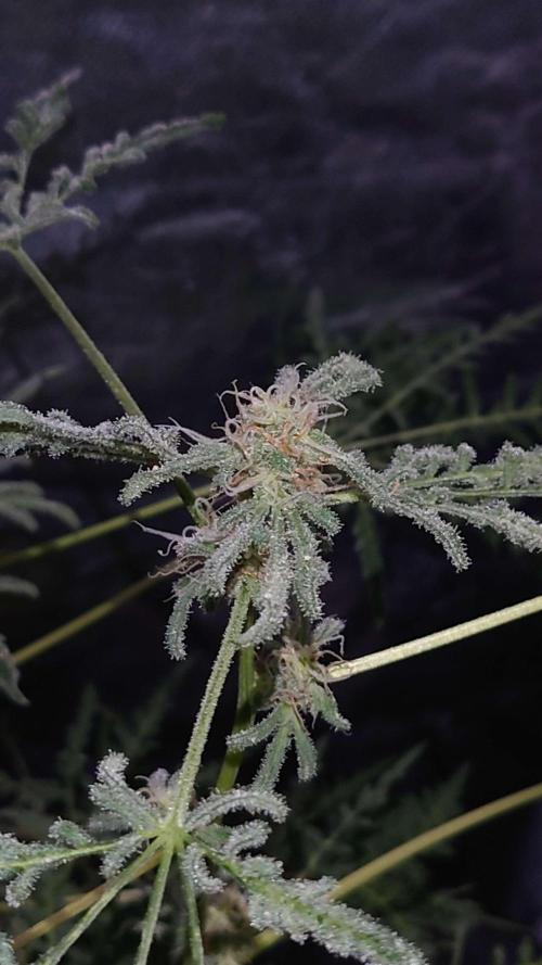 Frosty’s Purple Freak. Week 11