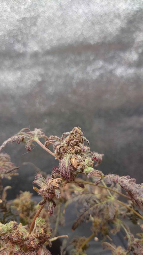Frosty's Purple Freak DWC. Week 18