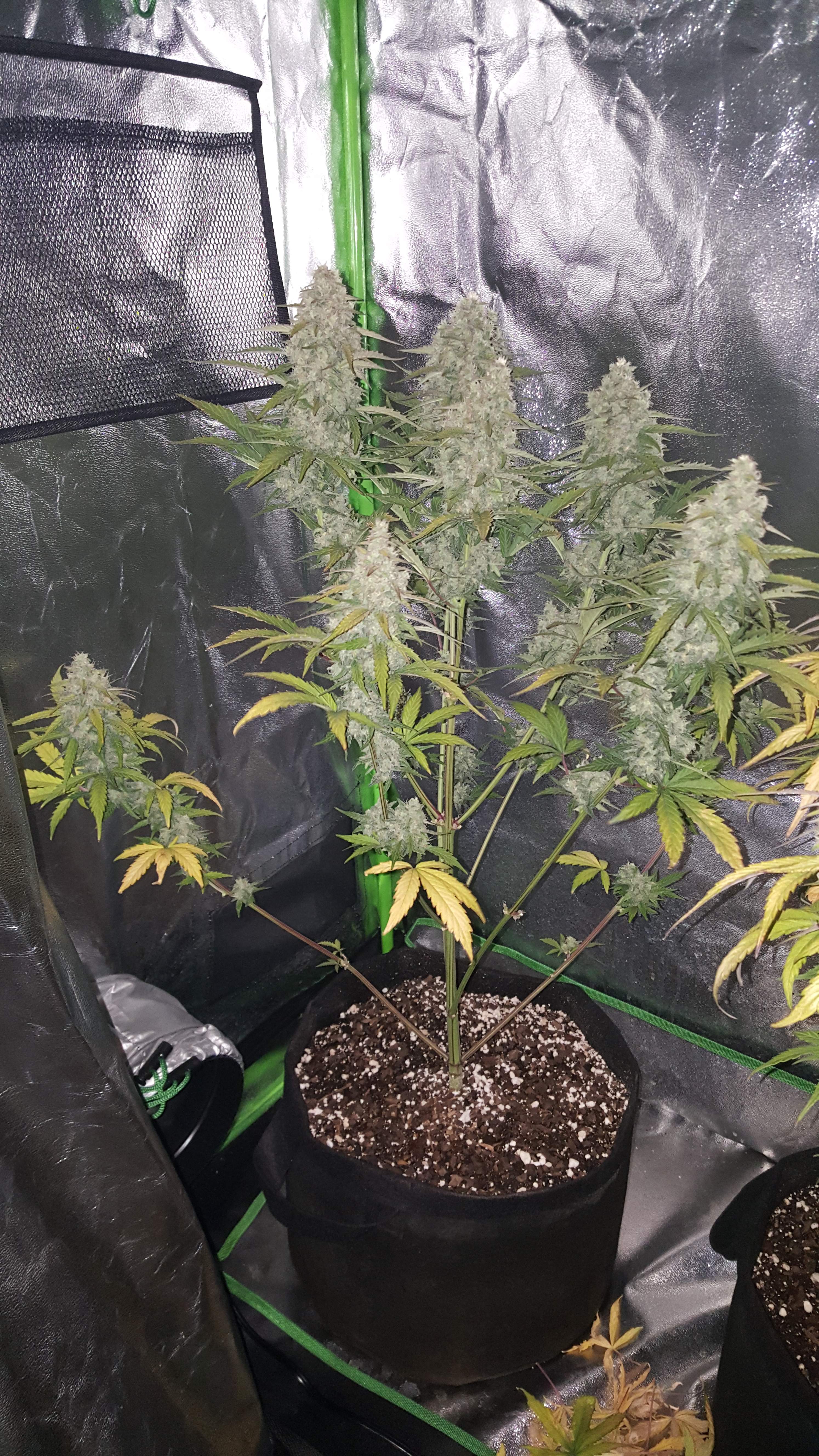 Pineapple Express grow journal week8 by P2006Q GrowDiaries