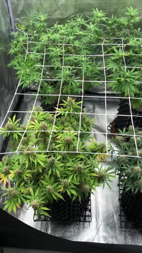 My First Grow :)