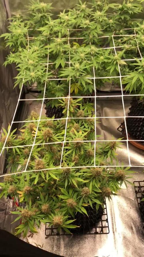 My First Grow :)
