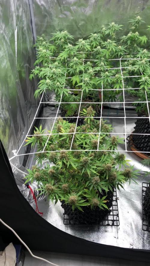 My First Grow :)