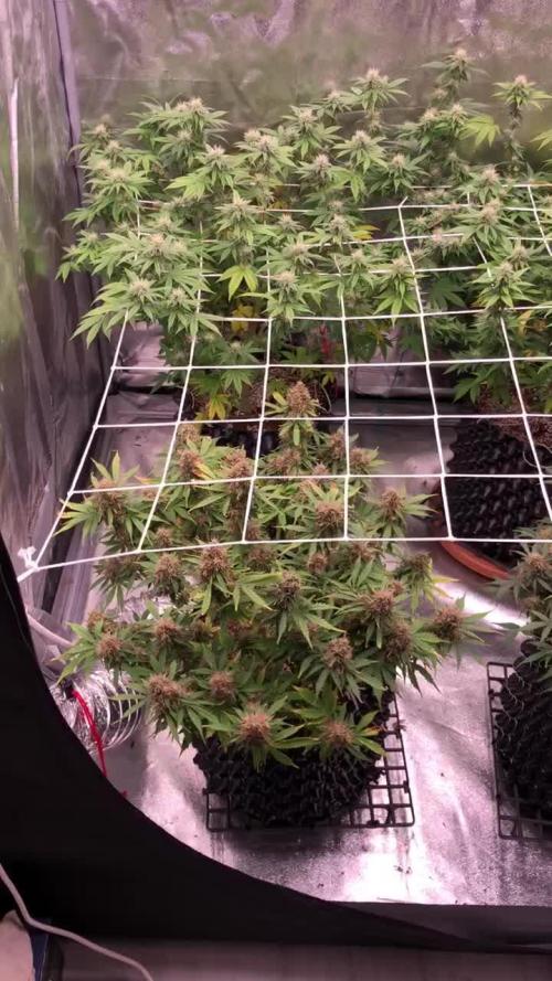 My First Grow :)