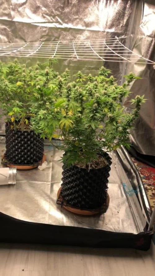 My First Grow :)