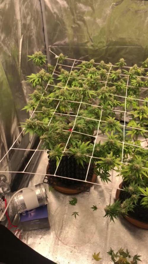 My First Grow :)