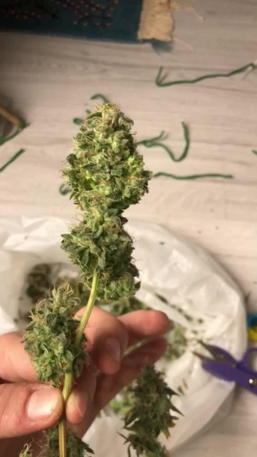 My First Grow :)