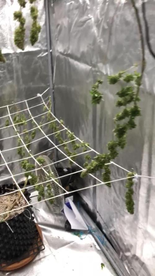 My First Grow :)