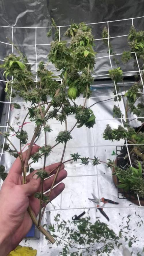 My First Grow :)