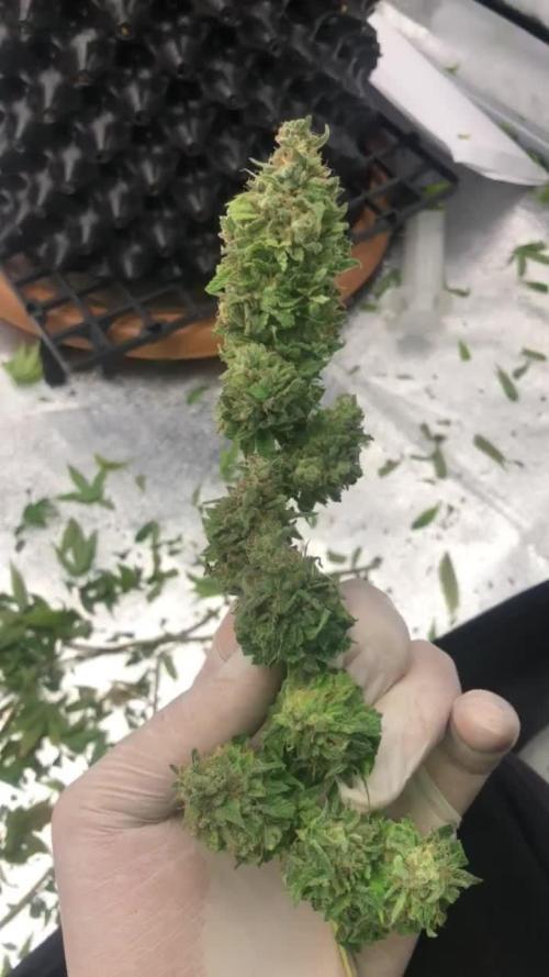 My First Grow :)