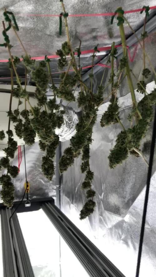My First Grow :)