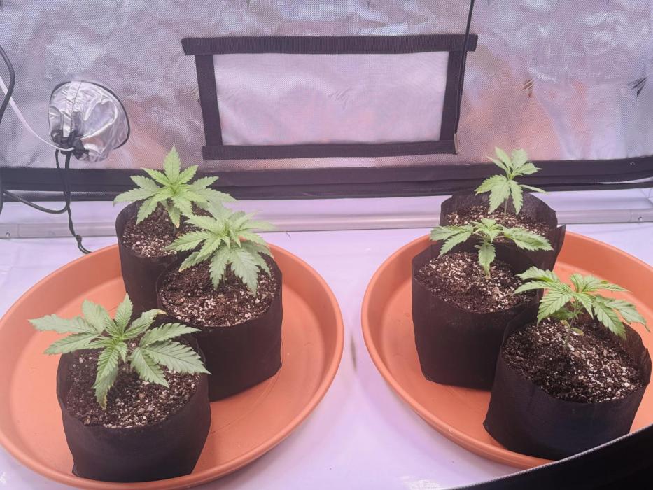 YOLO’ing Carribean Queen. Week 0 - Day 7 