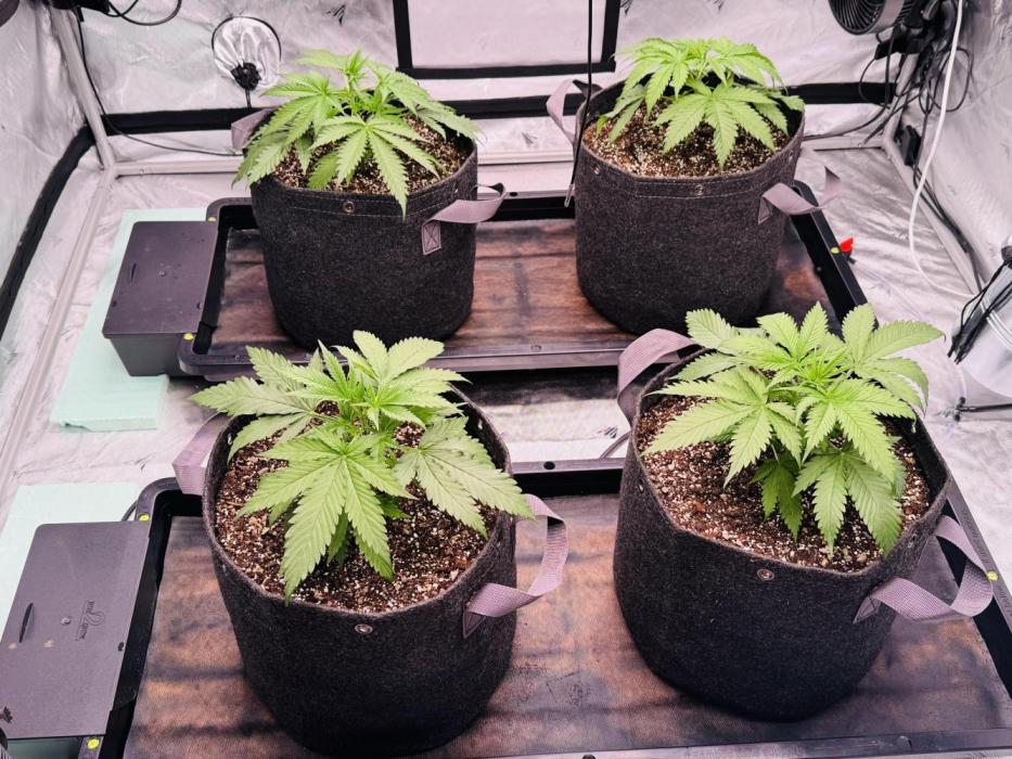 YOLO’ing Carribean Queen. Week 2