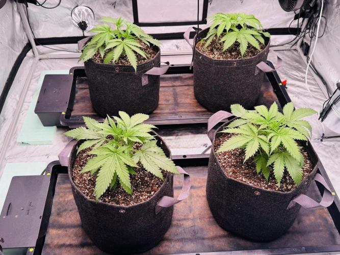Caribbean Queen (aka Pure Sativa). Week 2