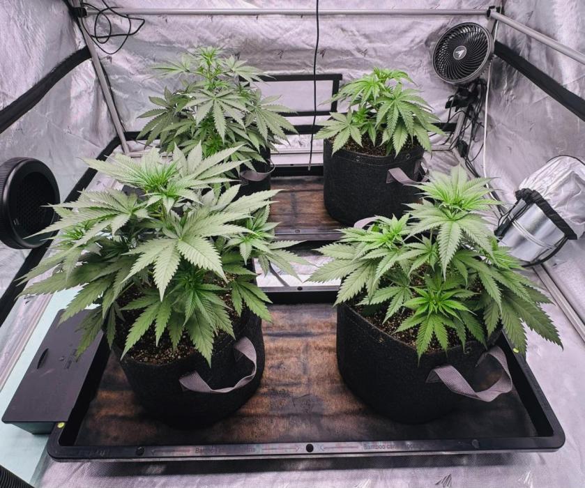 YOLO’ing Carribean Queen. Week 3
