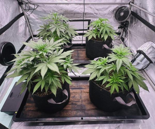 Caribbean Queen (aka Pure Sativa). Week 3