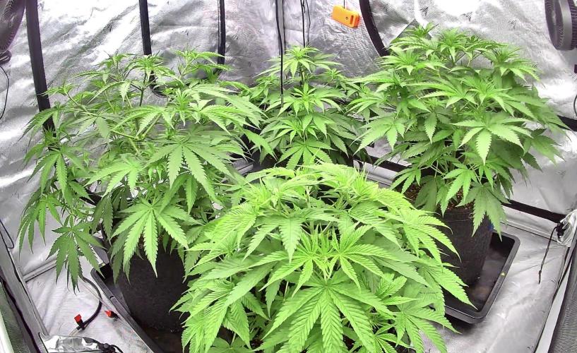 YOLO’ing Carribean Queen. Week 4