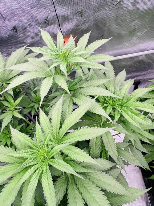 YOLO’ing Carribean Queen. Week 5