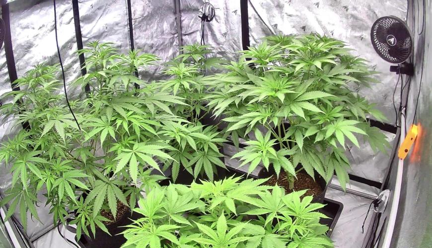 YOLO’ing Carribean Queen. Week 5