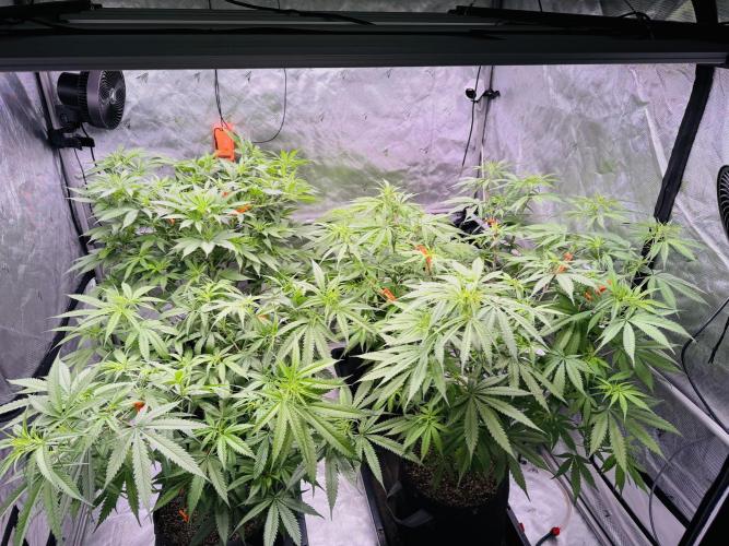 YOLO’ing Carribean Queen. Week 6