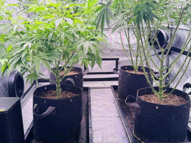 YOLO’ing Carribean Queen. Week 7