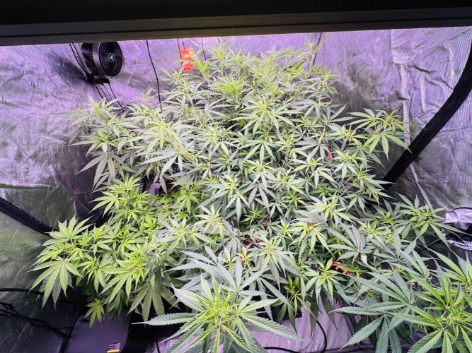 YOLO’ing Carribean Queen. Week 7