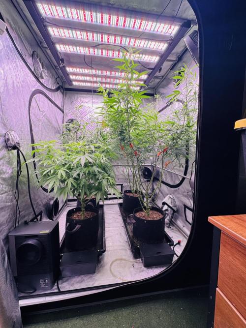 Caribbean Queen (aka Pure Sativa). Week 9