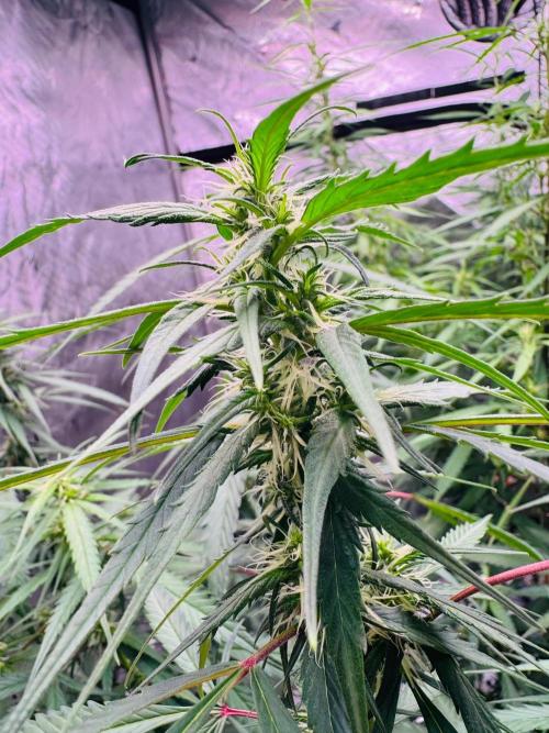 YOLO’ing Carribean Queen. Week 9