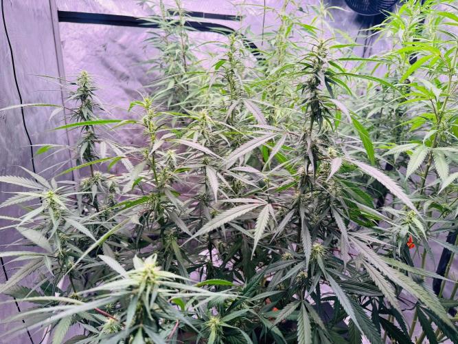 YOLO’ing Carribean Queen. Week 9
