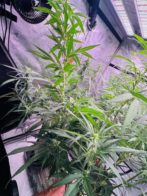YOLO’ing Carribean Queen. Week 9