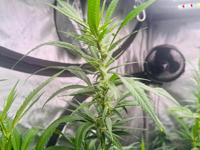 YOLO’ing Carribean Queen. Week 10 - Praying
