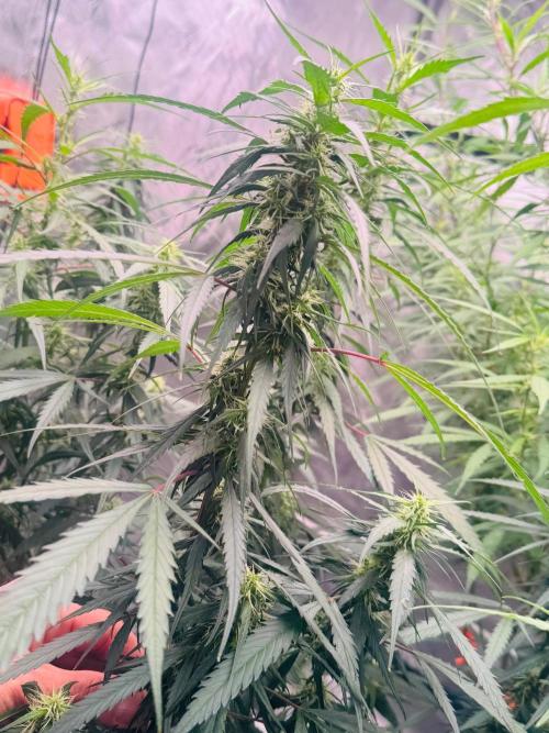 YOLO’ing Carribean Queen. Week 10 - Medium 