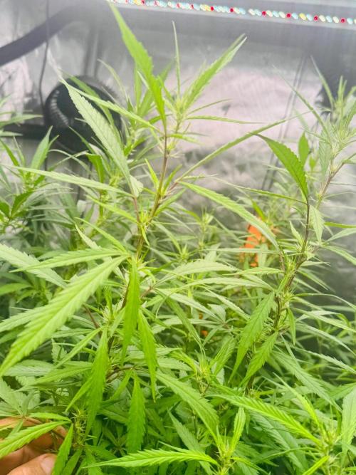 YOLO’ing Carribean Queen. Week 10 - Spindly
